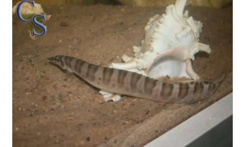 Mastacembelus ellipsifer